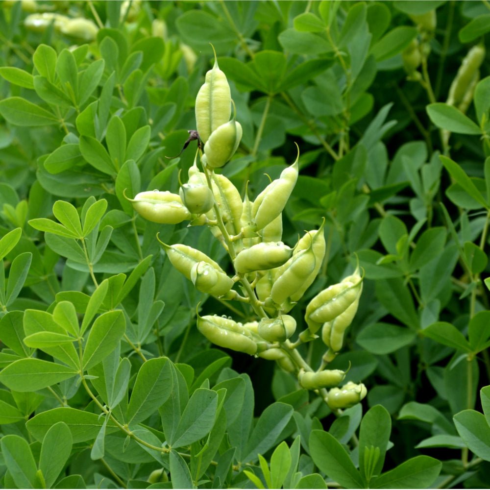 Baptisia tincture (bottled)