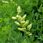 Baptisia tincture (bottled)