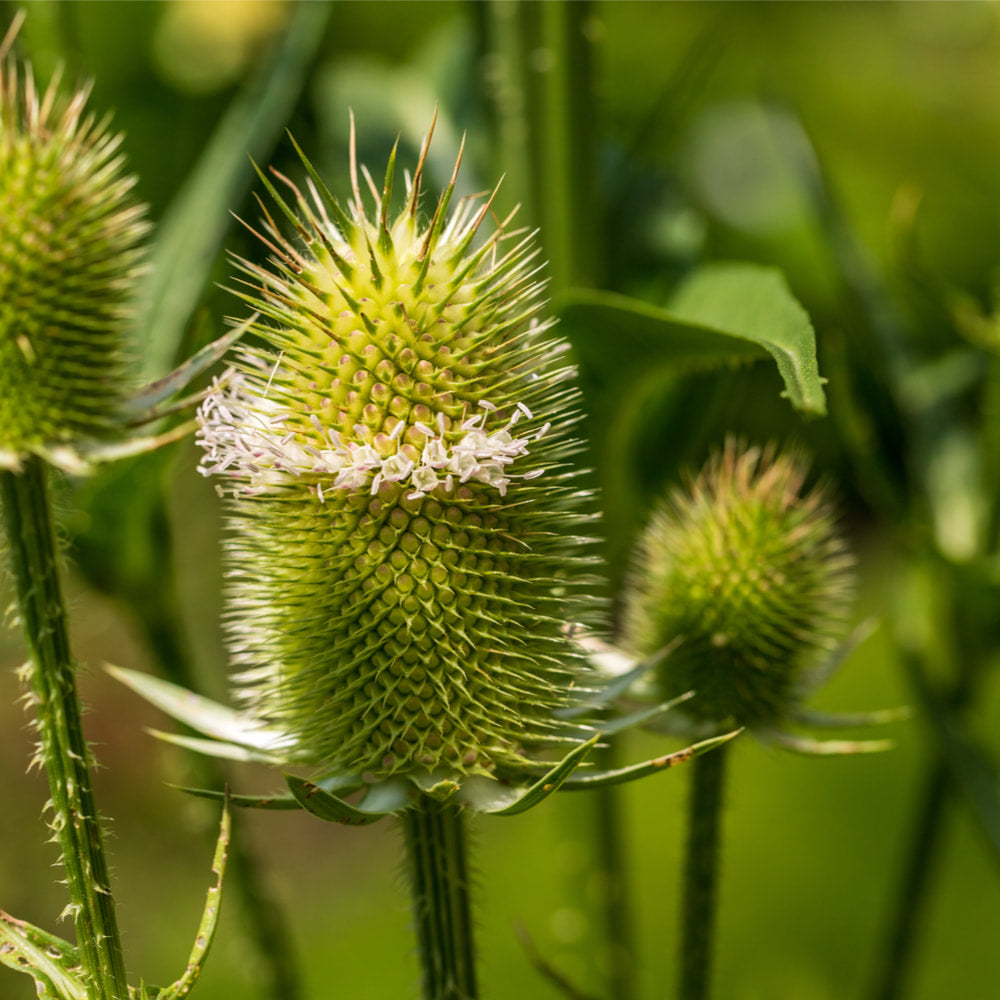 Teasel tincture (bottled)