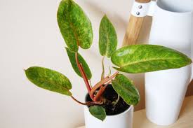 Philodendron 'Painted Lady'