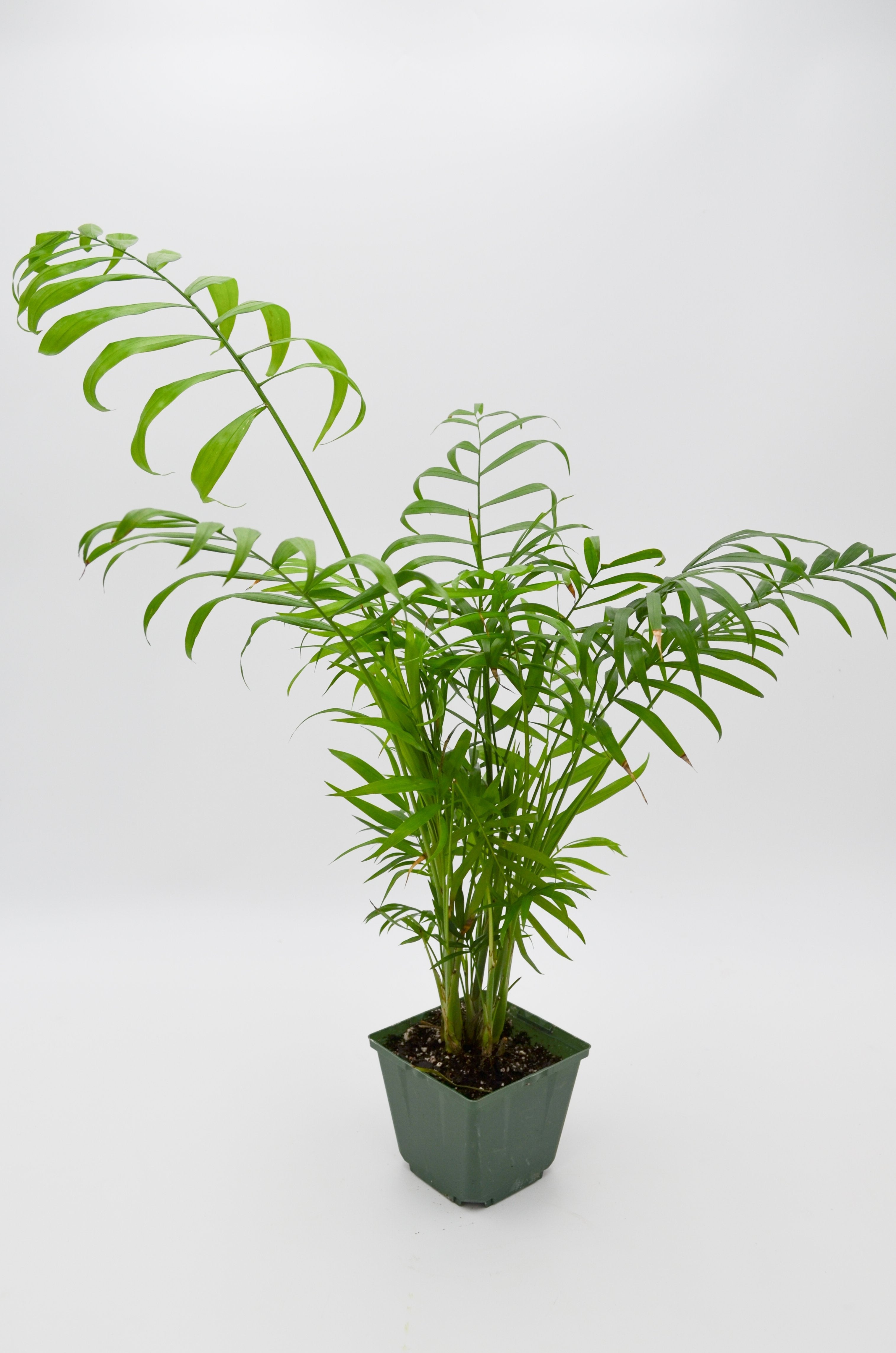Parlour Palm (Chamaedorea elegans)