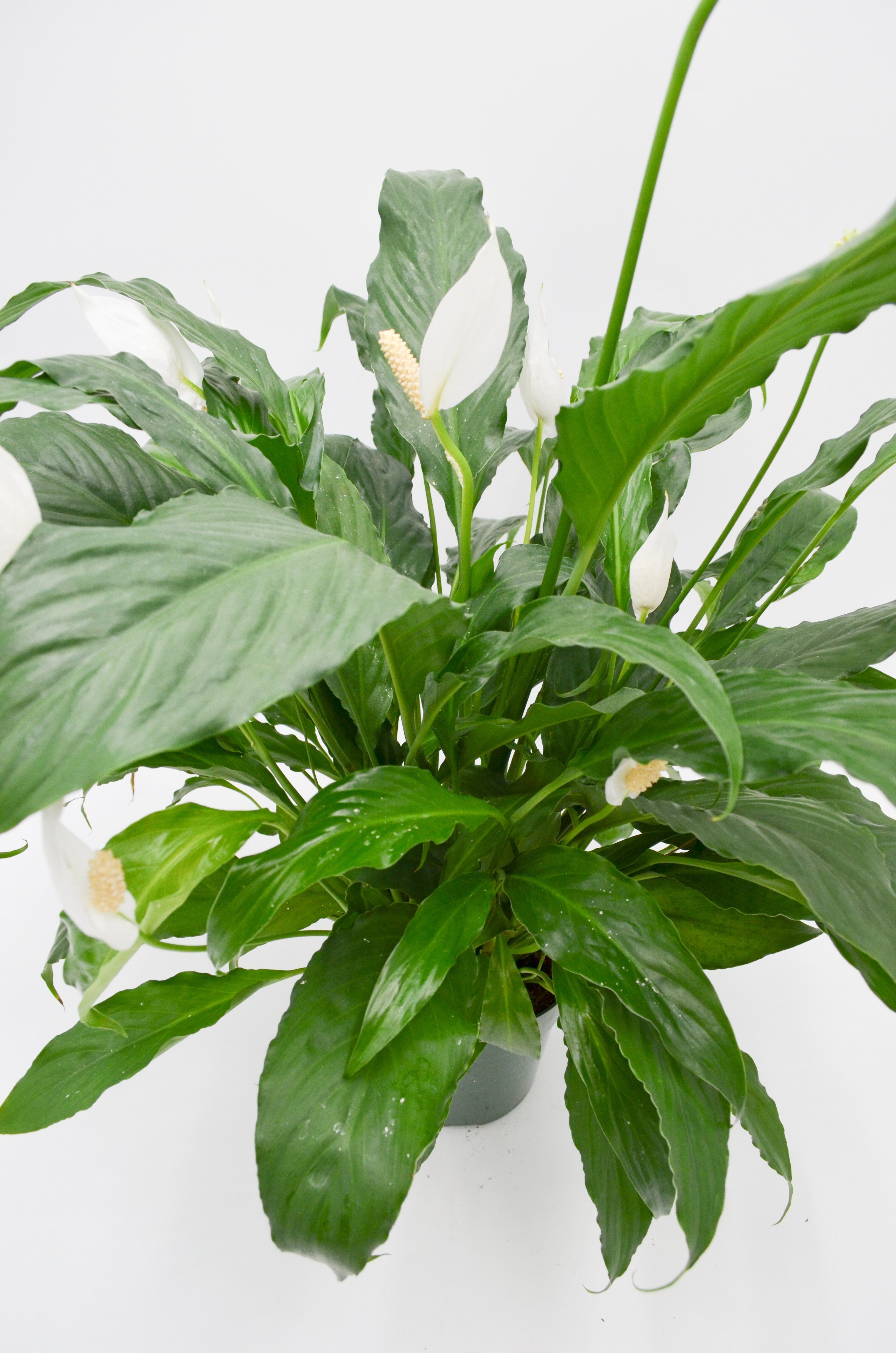 Peace Lily (Spathiphyllum)