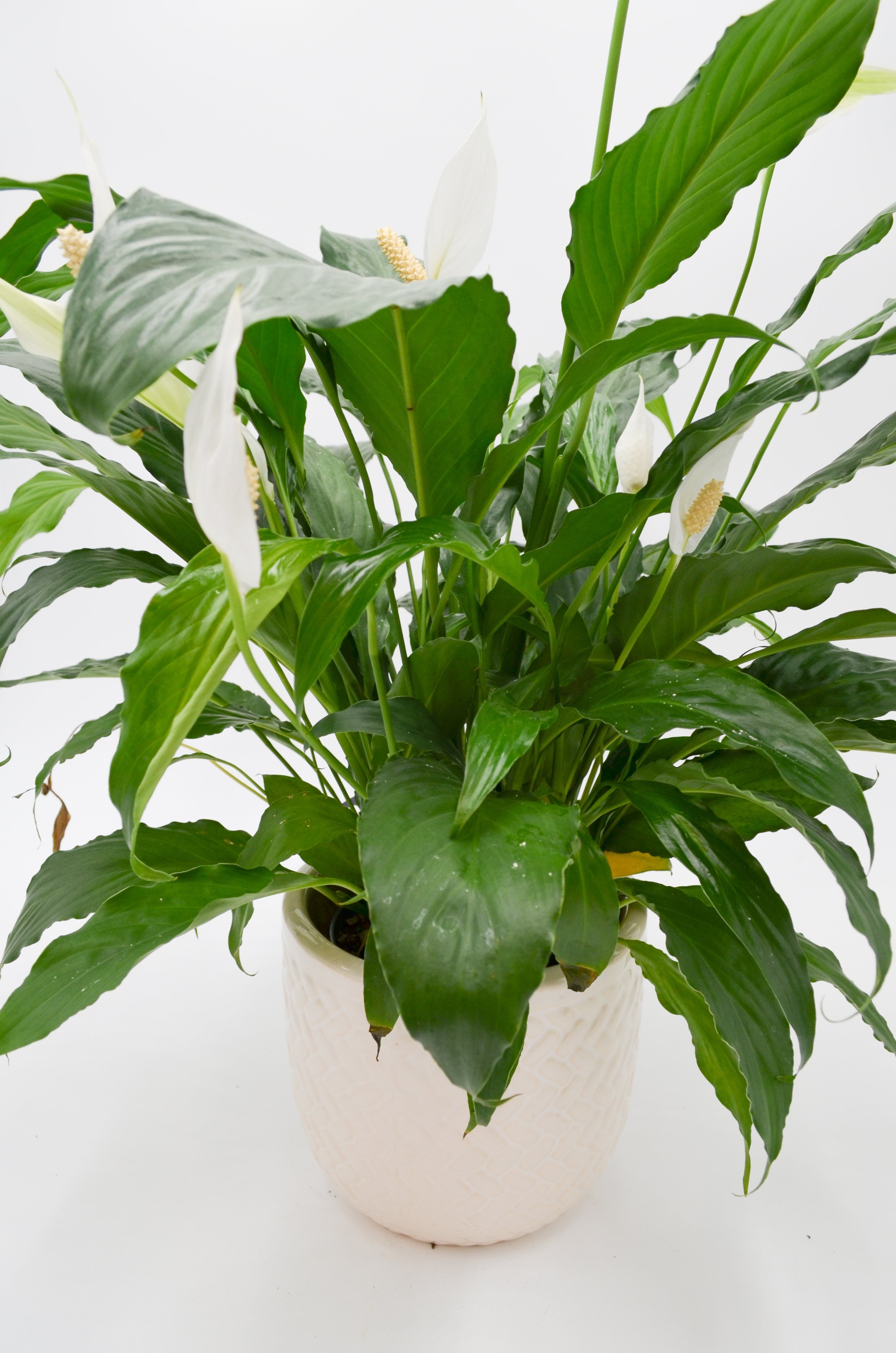 Peace Lily (Spathiphyllum)