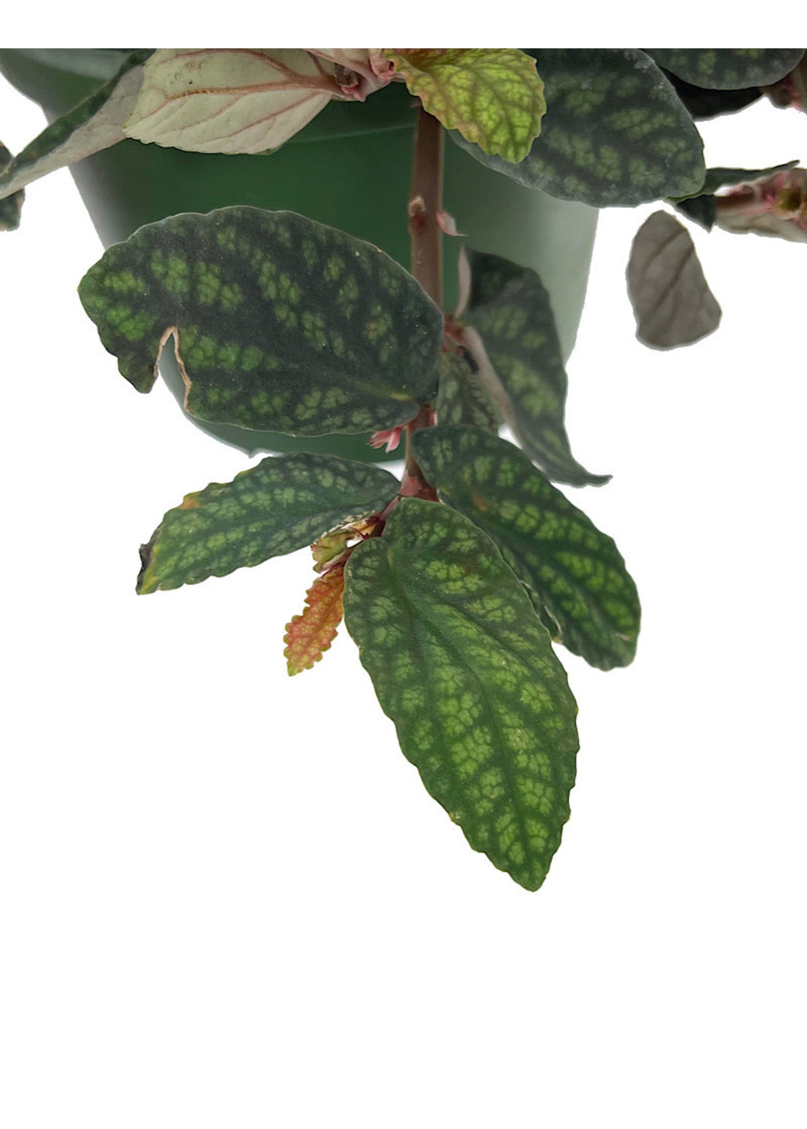 Watermelon Ivy (Pellionia pulchra)