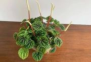 Peperomia Caperata "Emerald Ripple"