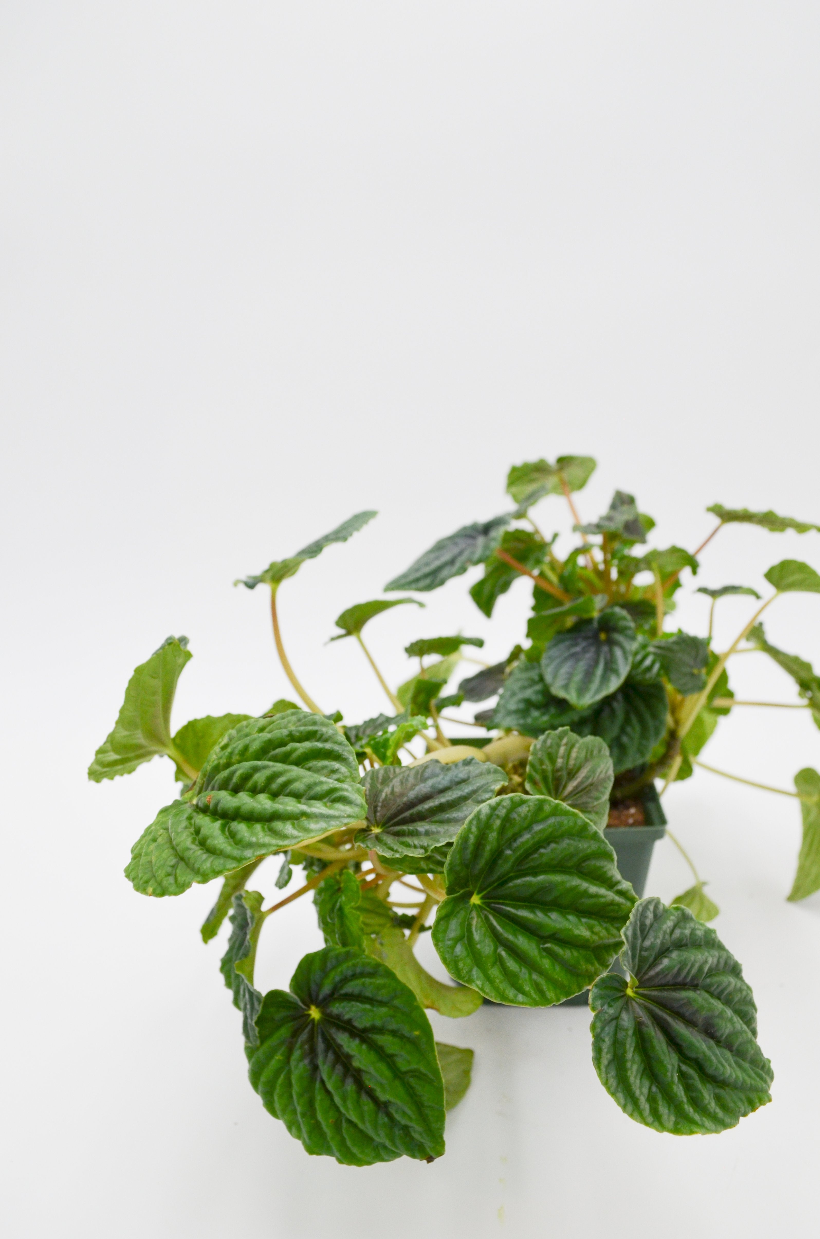 Peperomia caperata