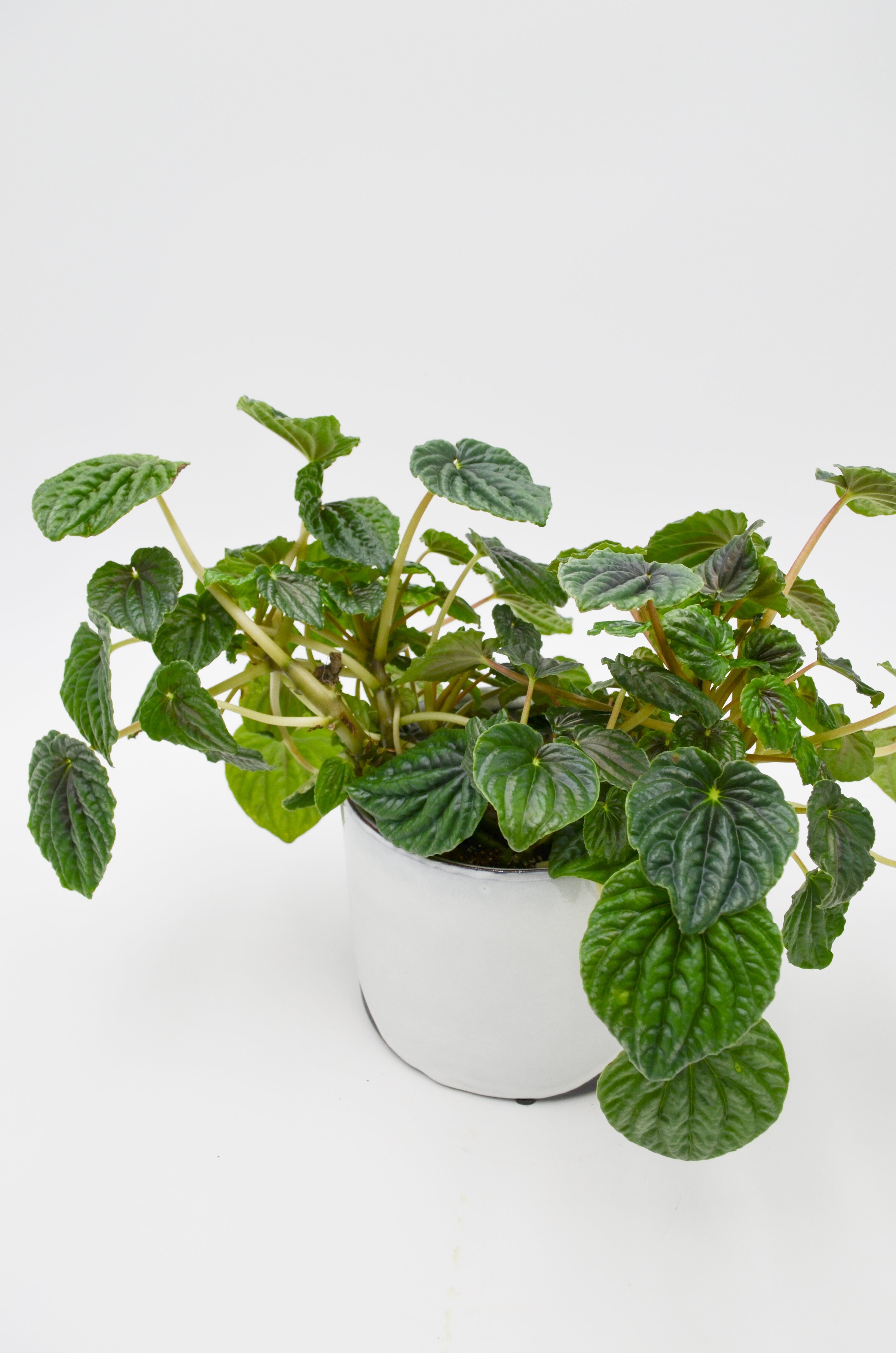 Peperomia caperata