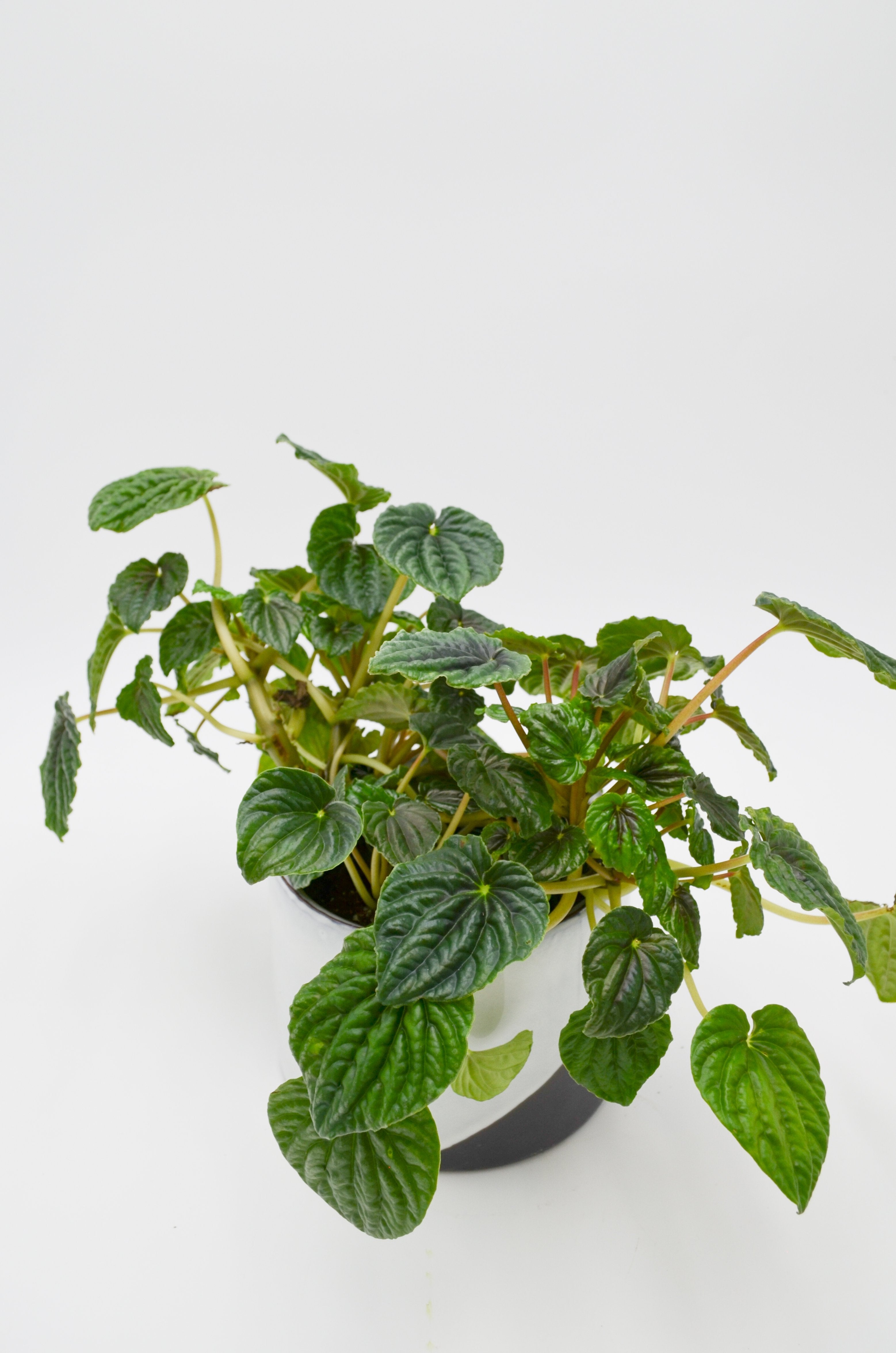Peperomia caperata