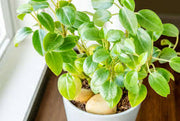 Peperomia 'Pixie Lime'