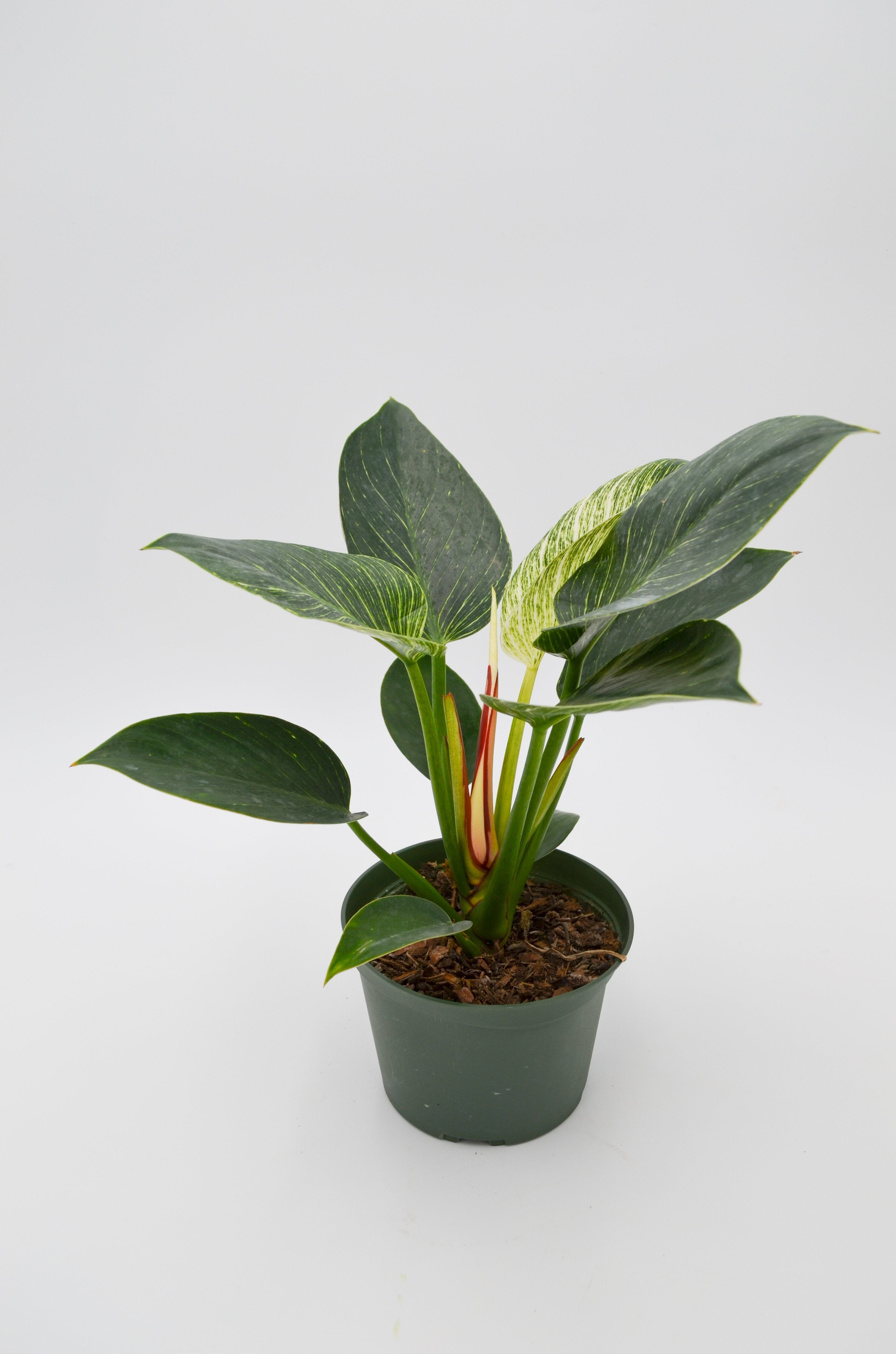 Philodendron Birkin Hybrid