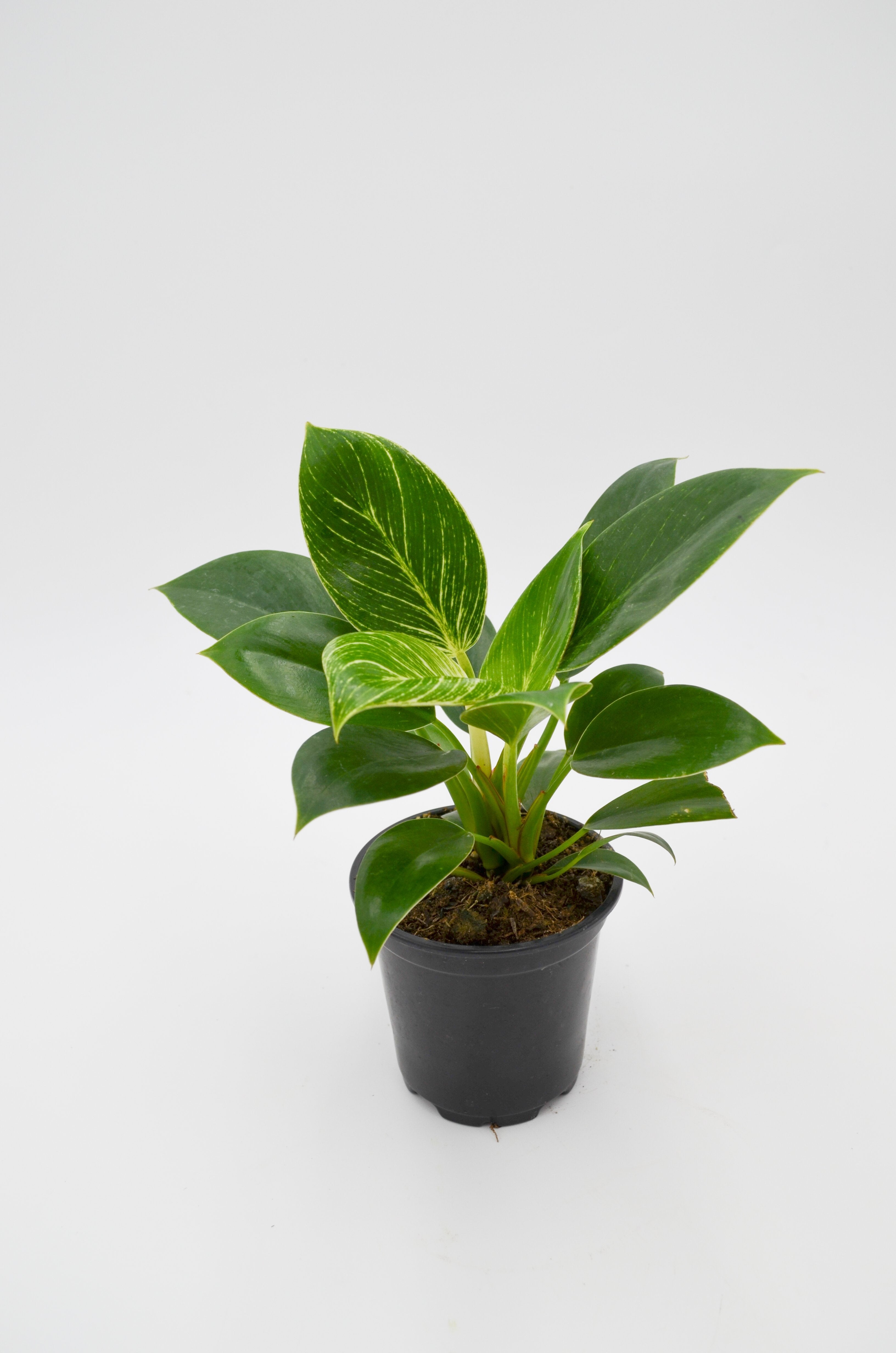 Philodendron Birkin Hybrid