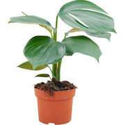 Philodendron "Dragon Tail"