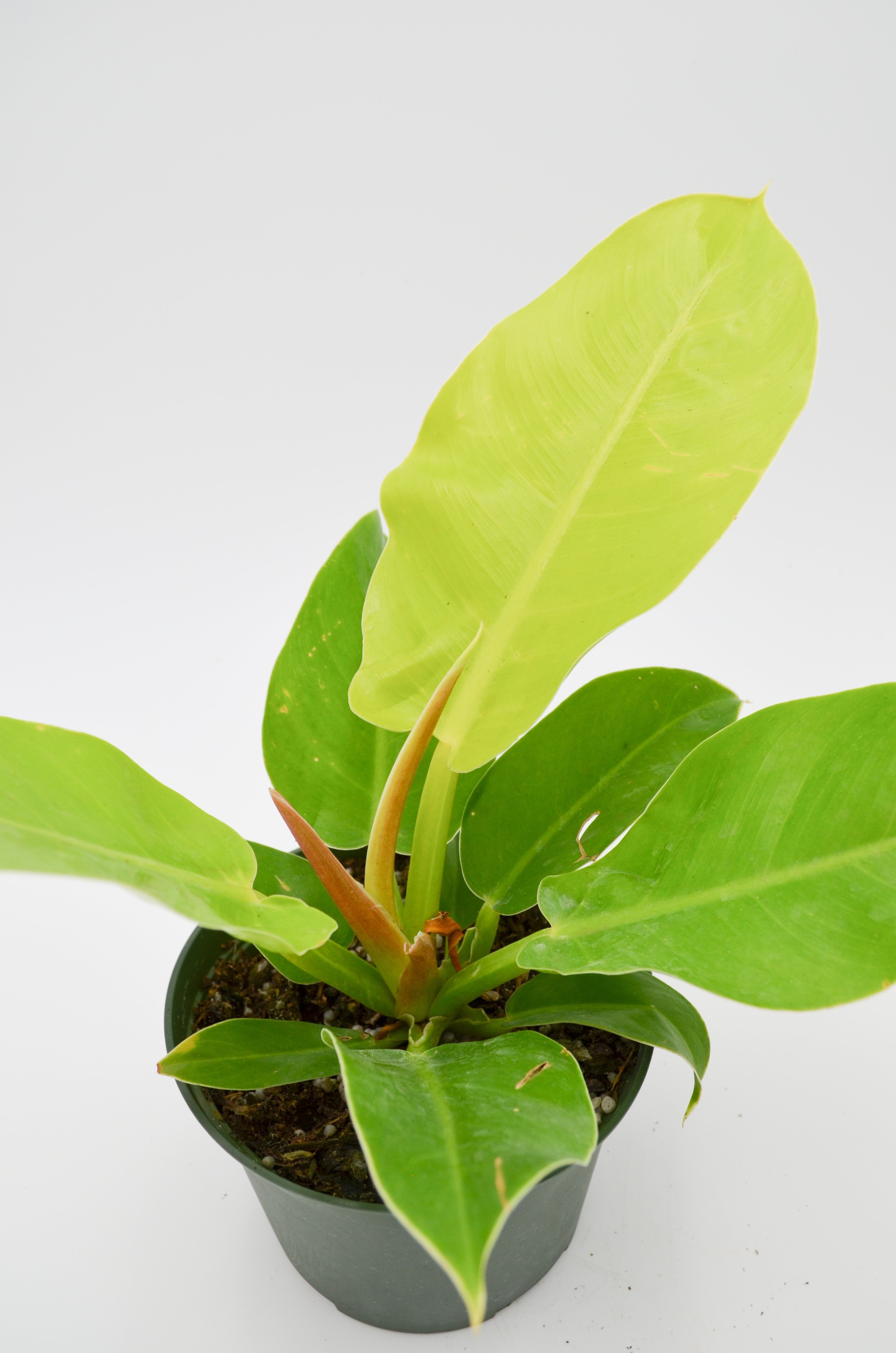 Philodendron "Moonlight" Hybrid