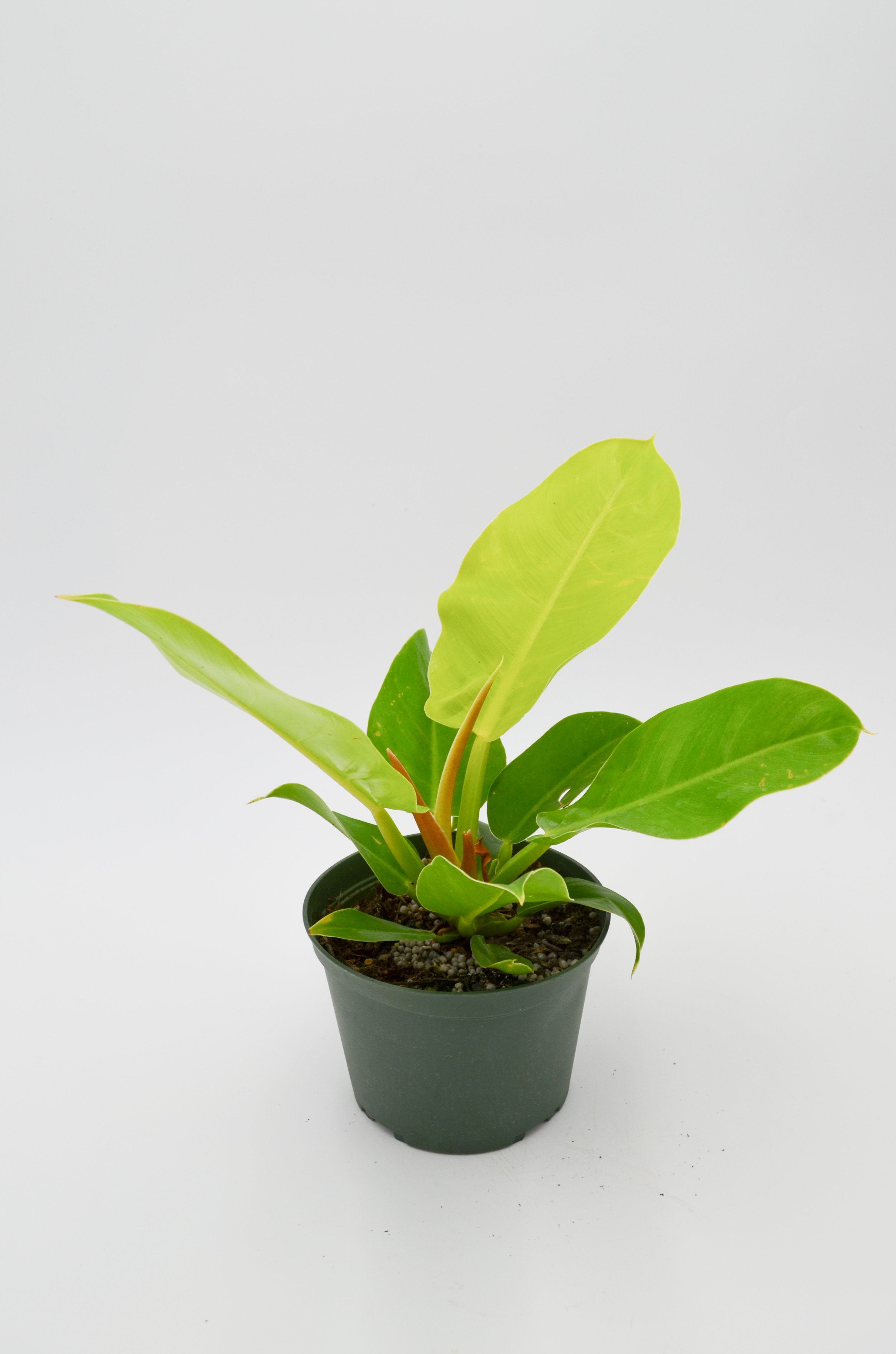 Philodendron "Moonlight" Hybrid