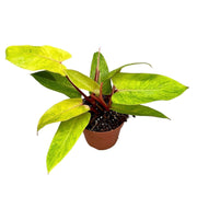 Philodendron Painted Princess - 4 inch in terracotta pot