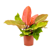 Philodendron "Prince of Orange"