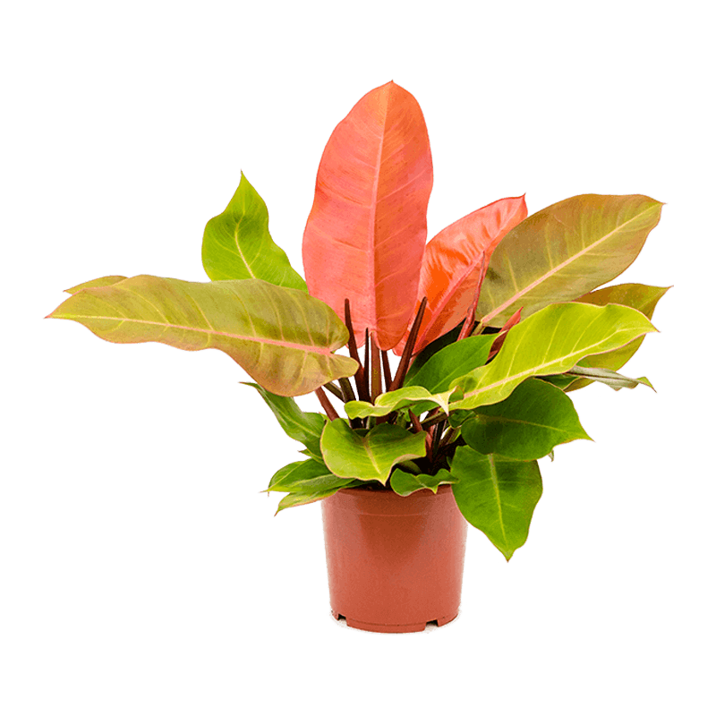 Philodendron "Prince of Orange"