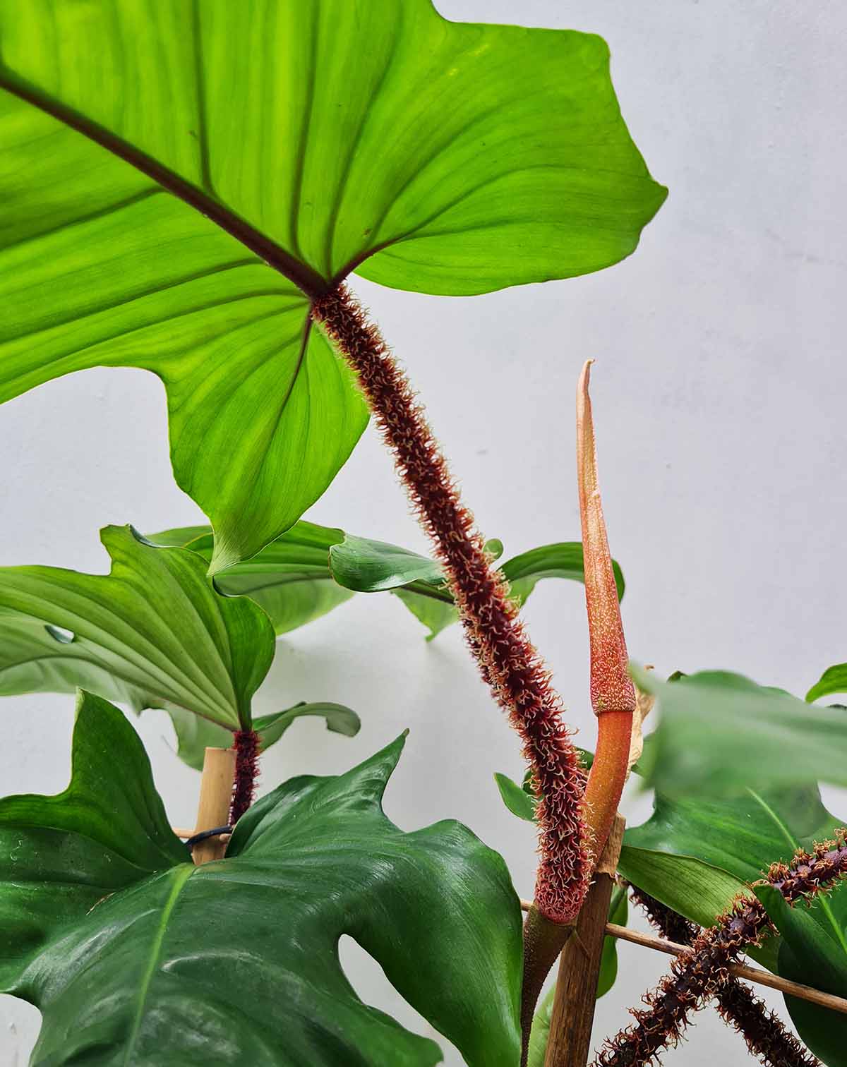 Philodendron squamiferum