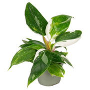 Philodendron White Princess