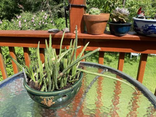 Kleinia stapeliiformis (pickle plant)
