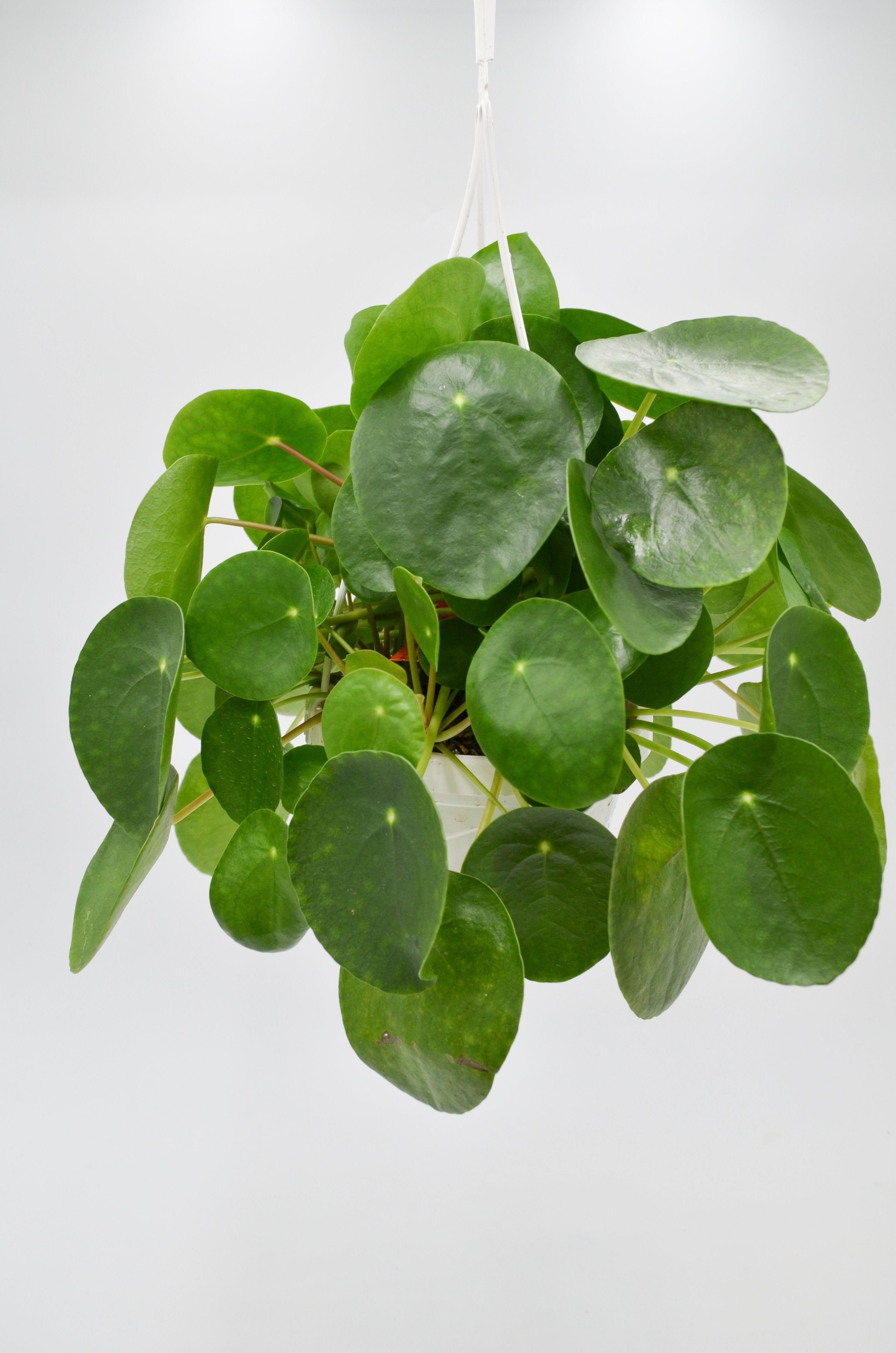 Chinese Money Plant (Pilea peperomioides)