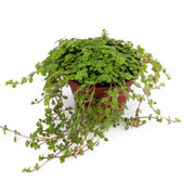 Pilea depressa