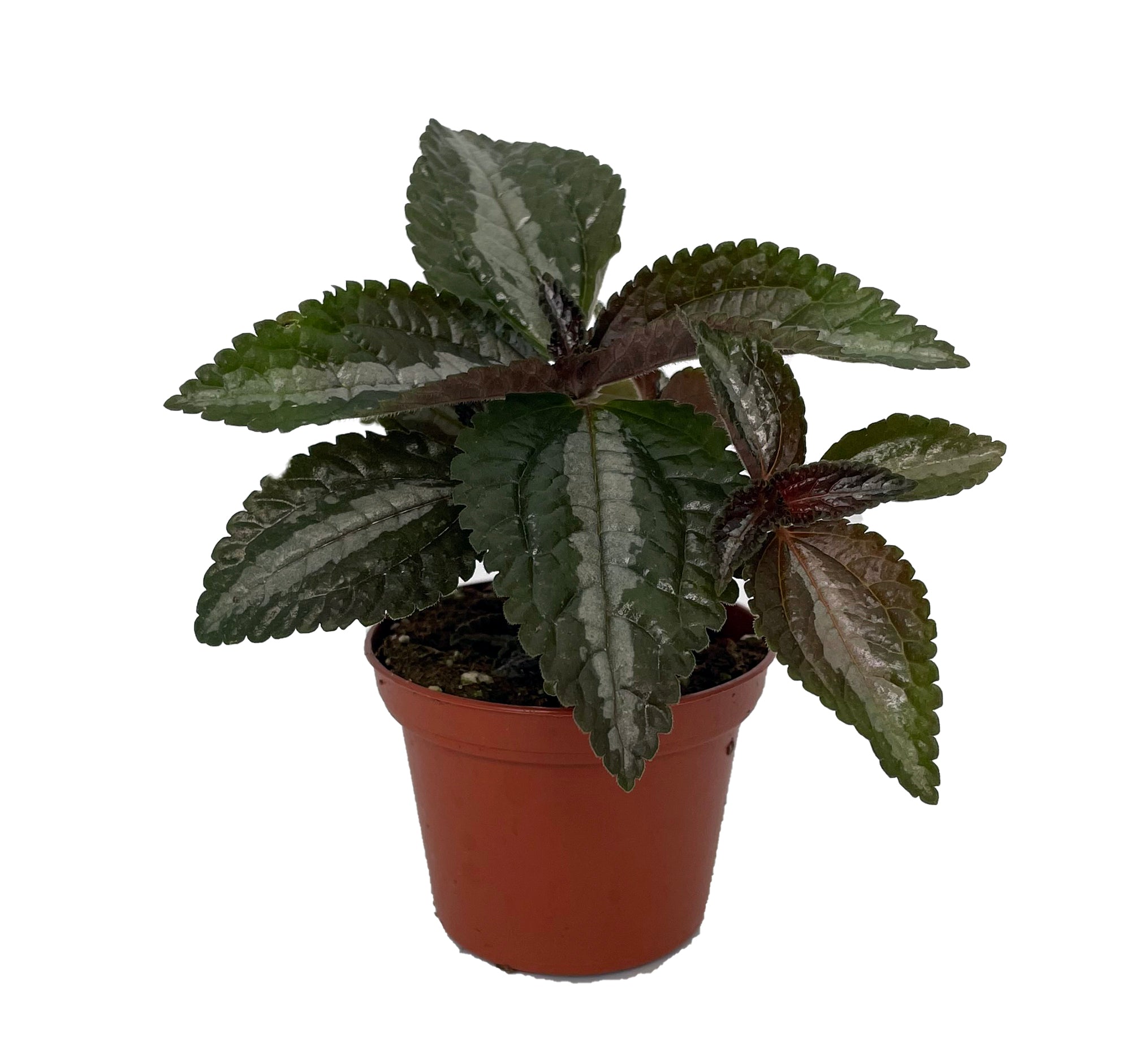 Pilea Silver Tree