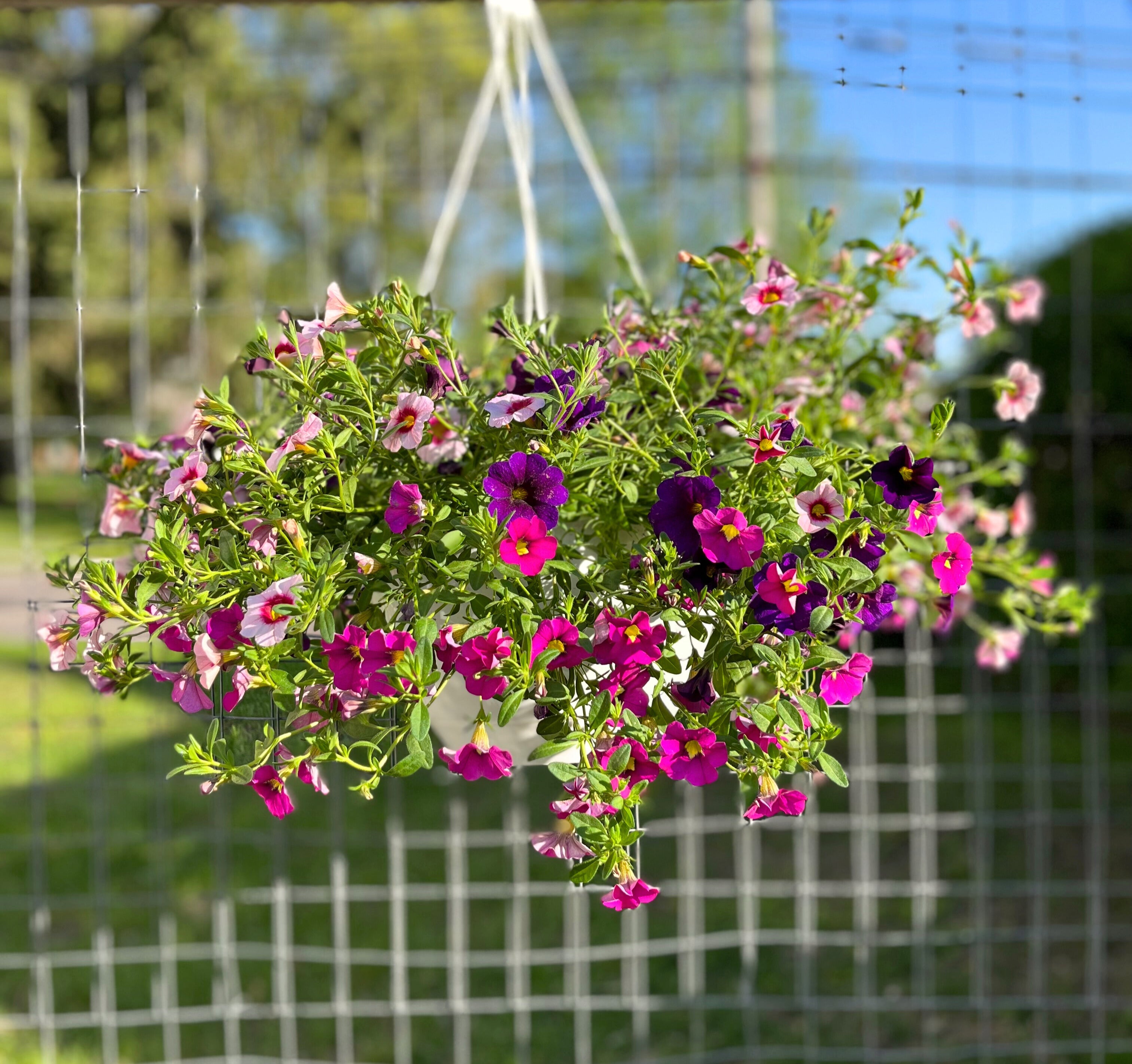 Million Bells Hanging Basket