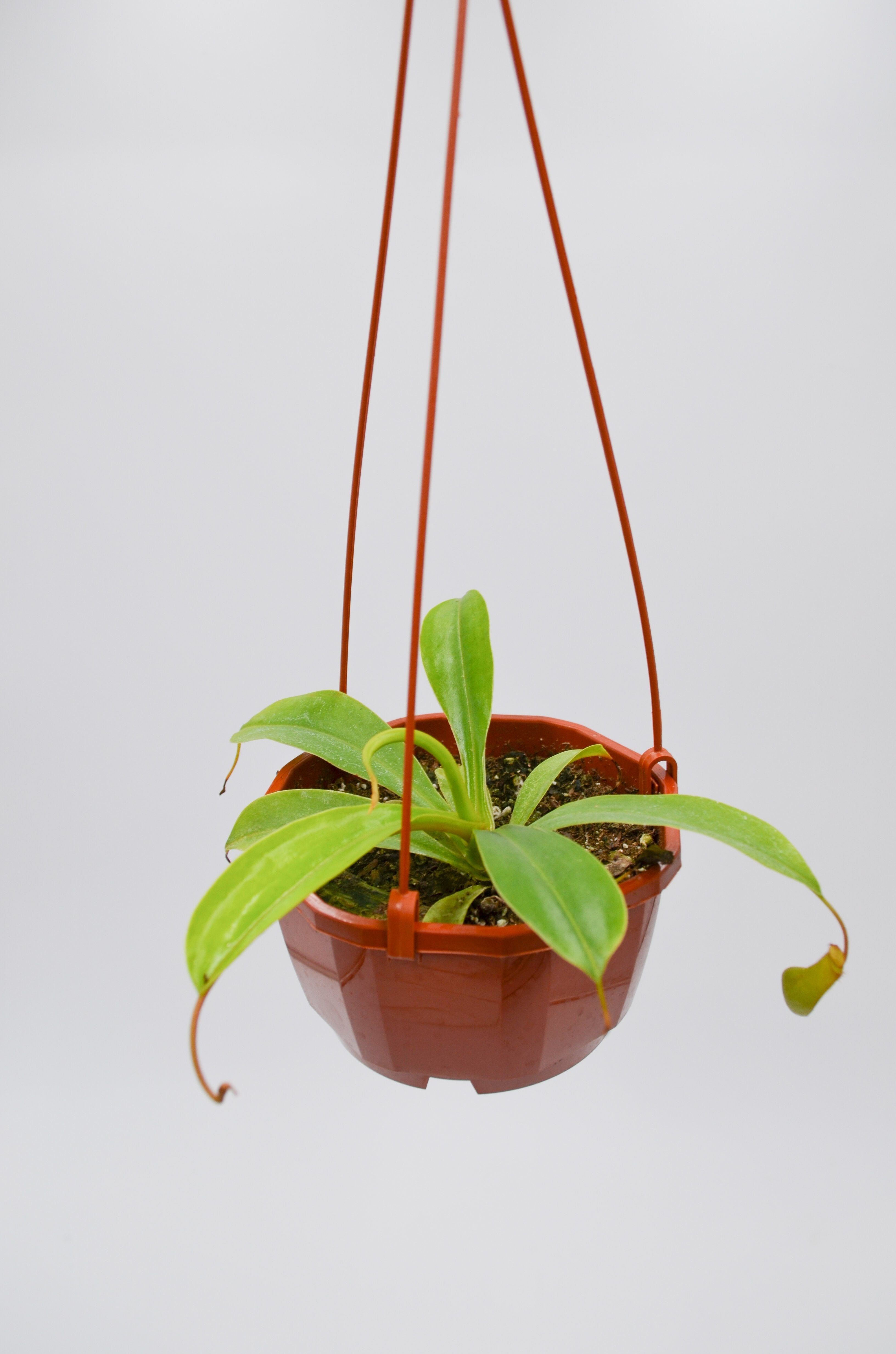 Pitcher Plant (Nepenthes alata)