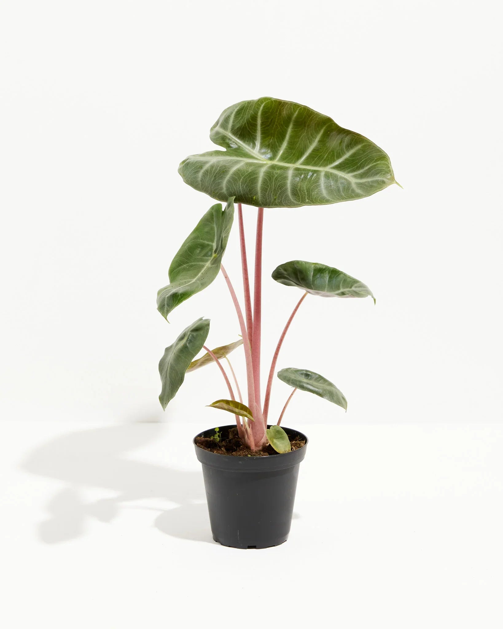 Alocasia Pink Dragon