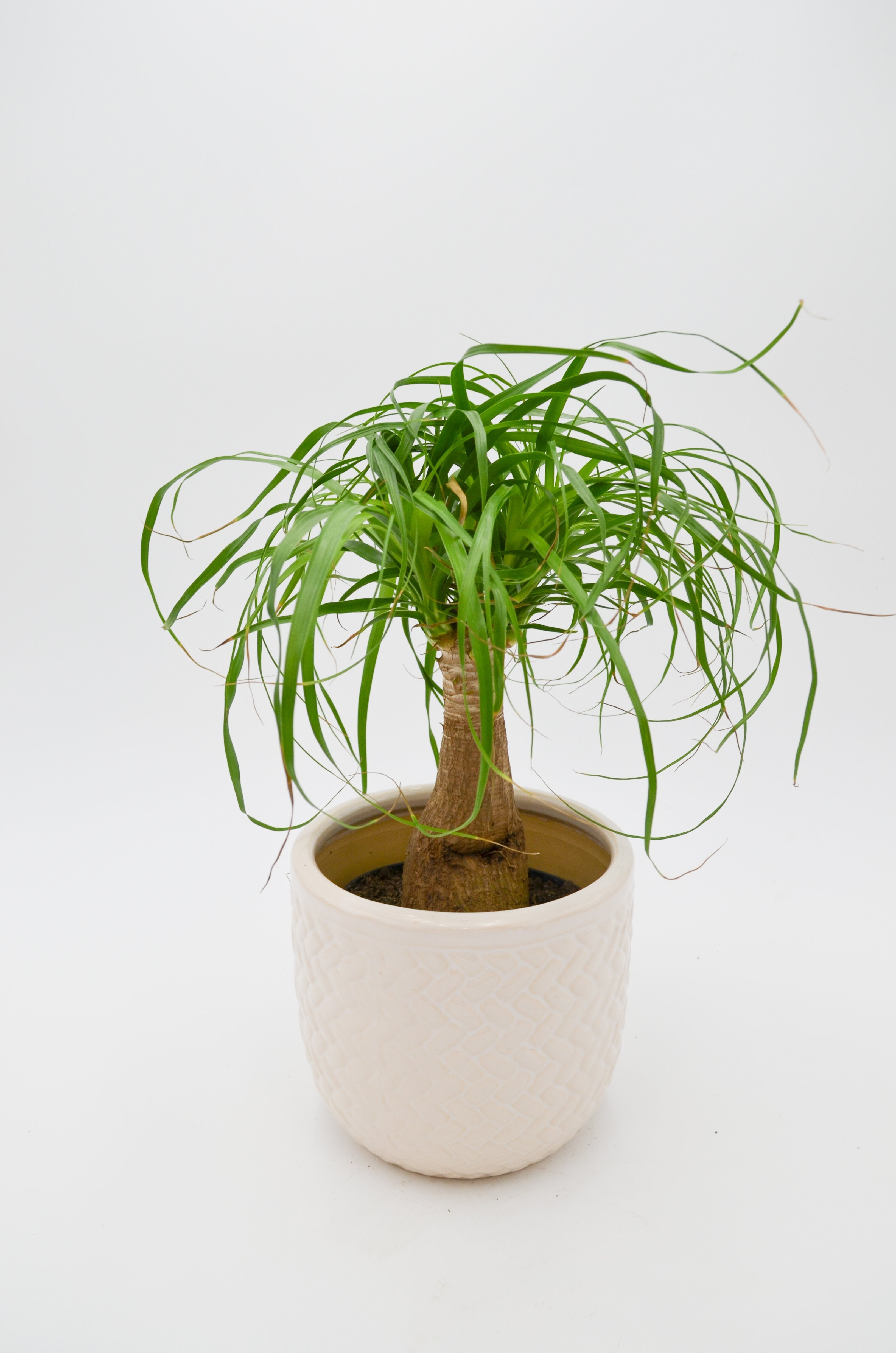 Ponytail Palm (Beaucarnea recurvata)