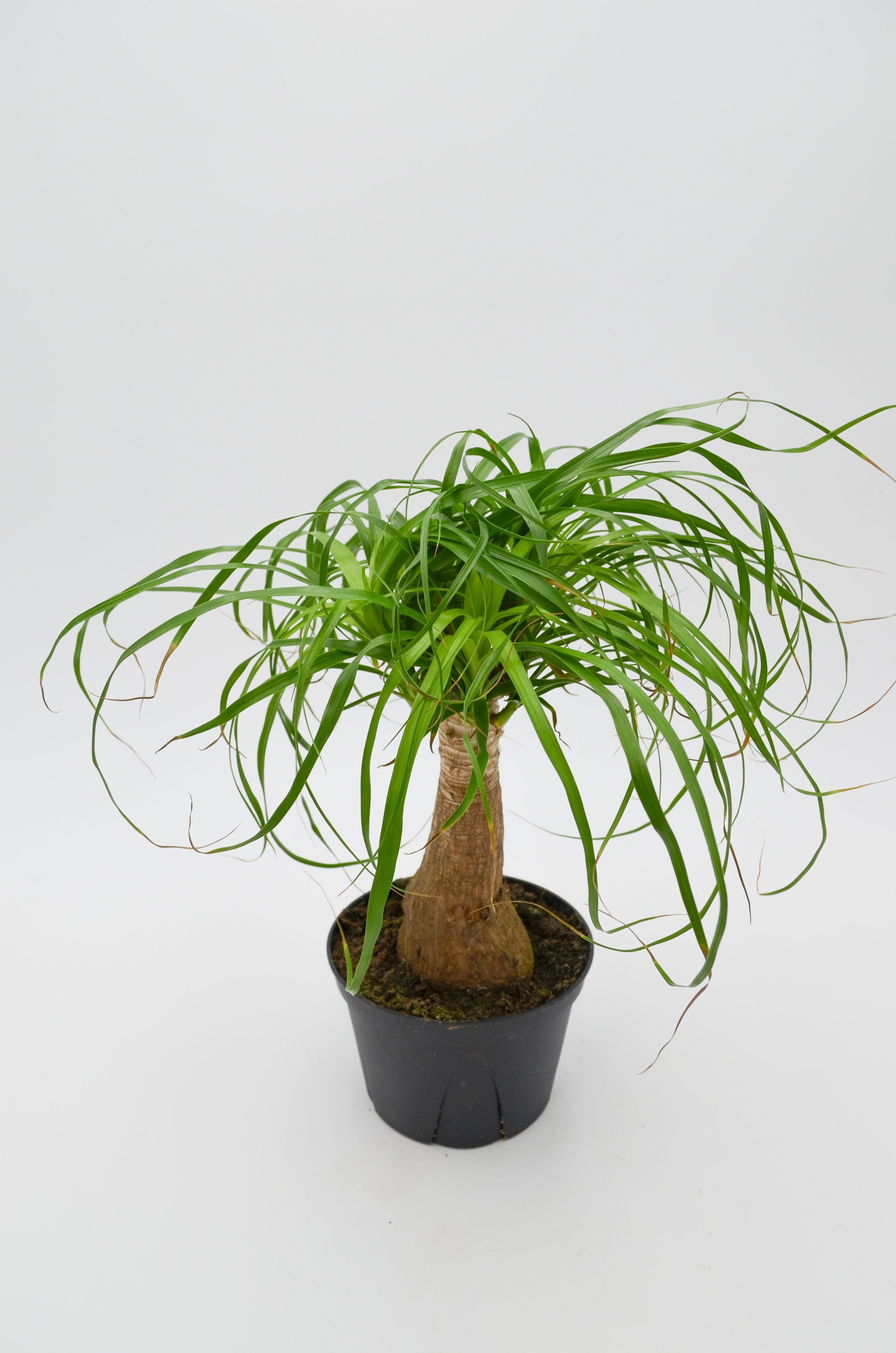 Ponytail Palm (Beaucarnea recurvata)
