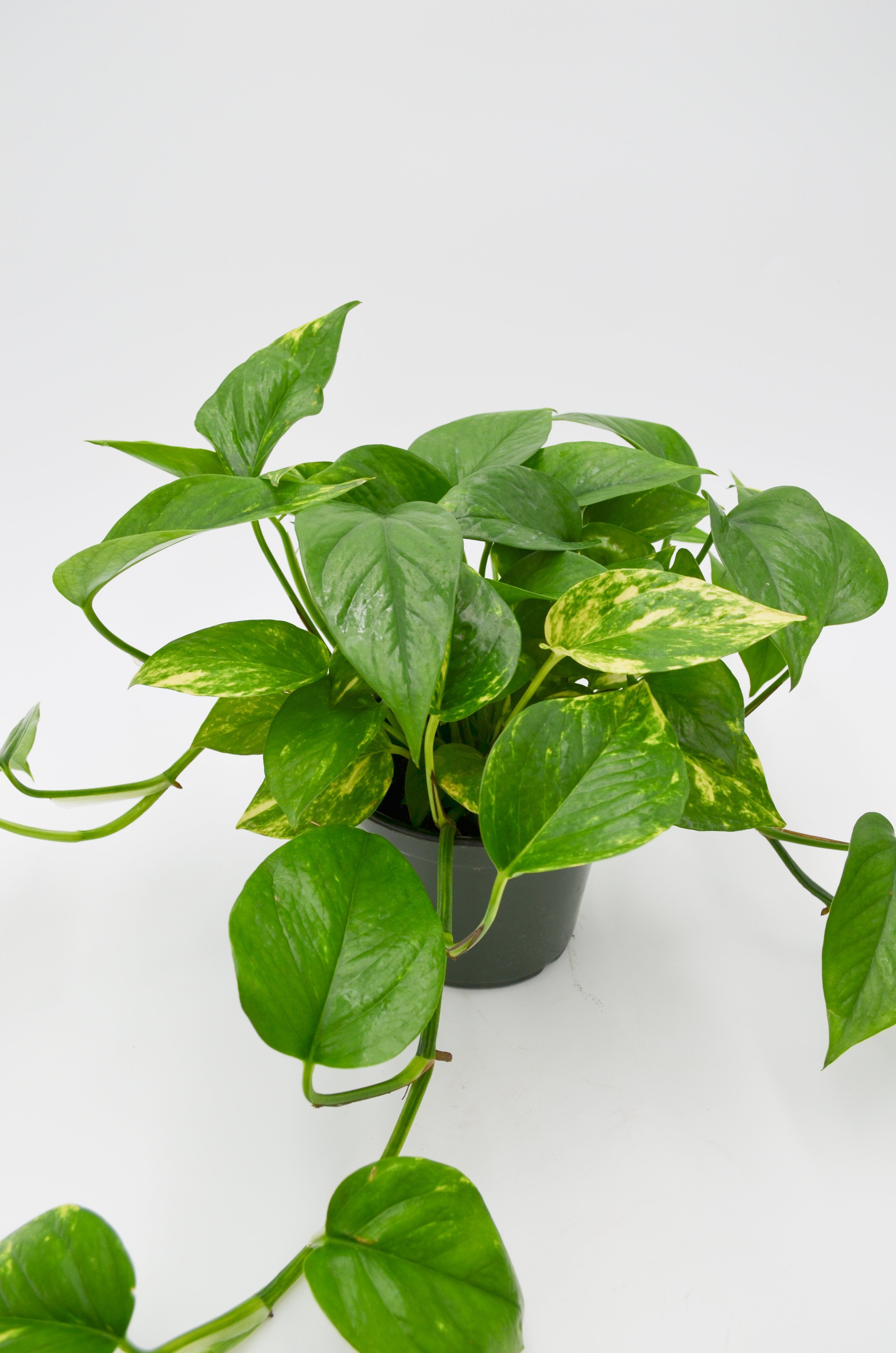 Pothos "Golden" (Epipremnum aureum)