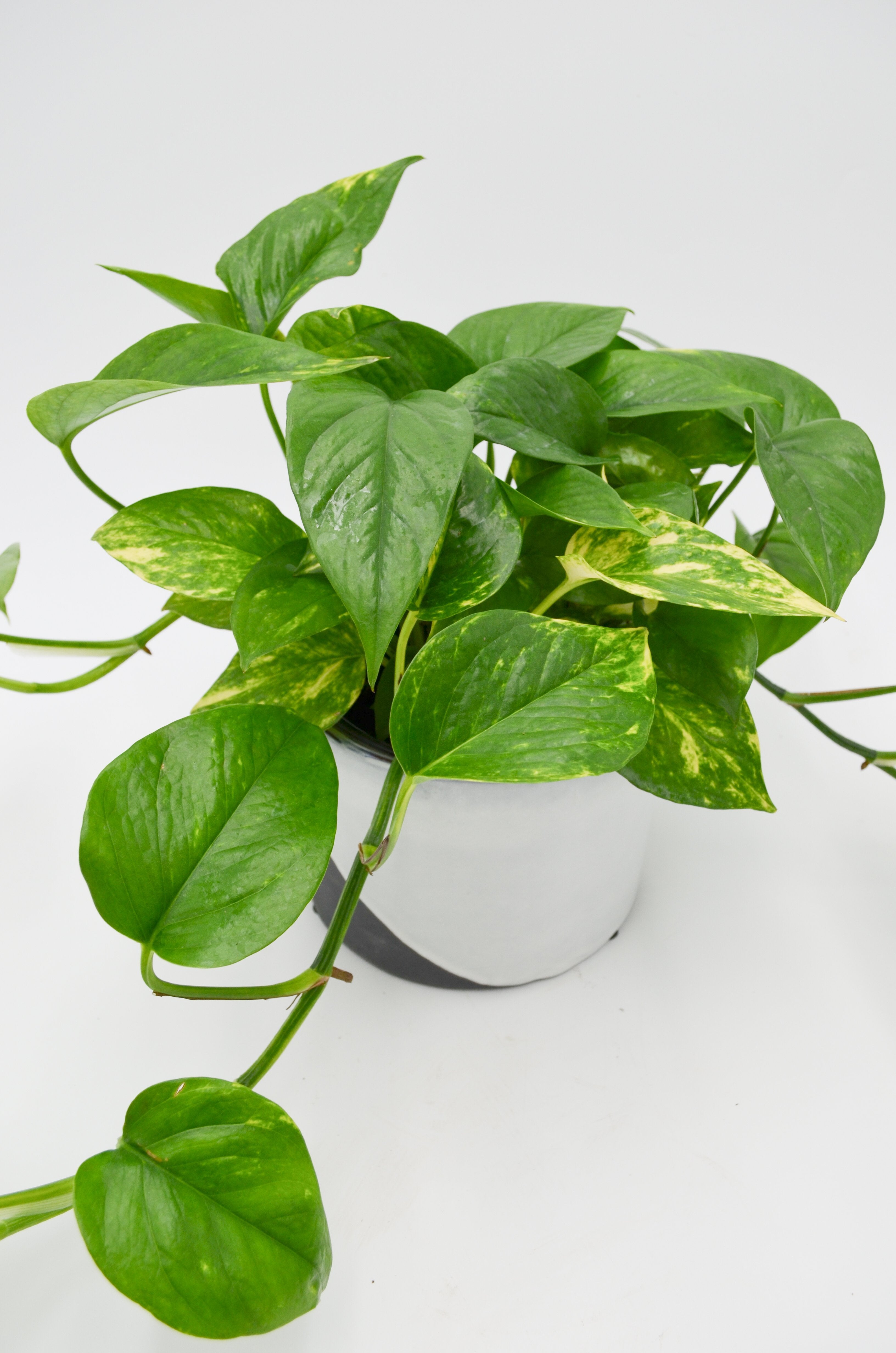 Pothos "Golden" (Epipremnum aureum)