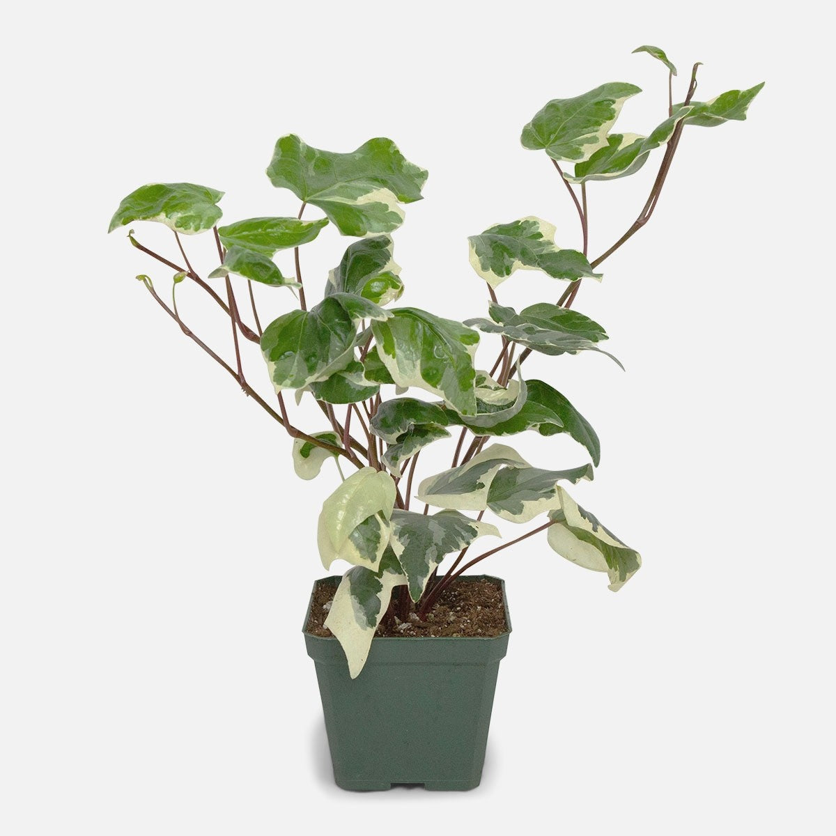 Ivy (Hedera canariensis)