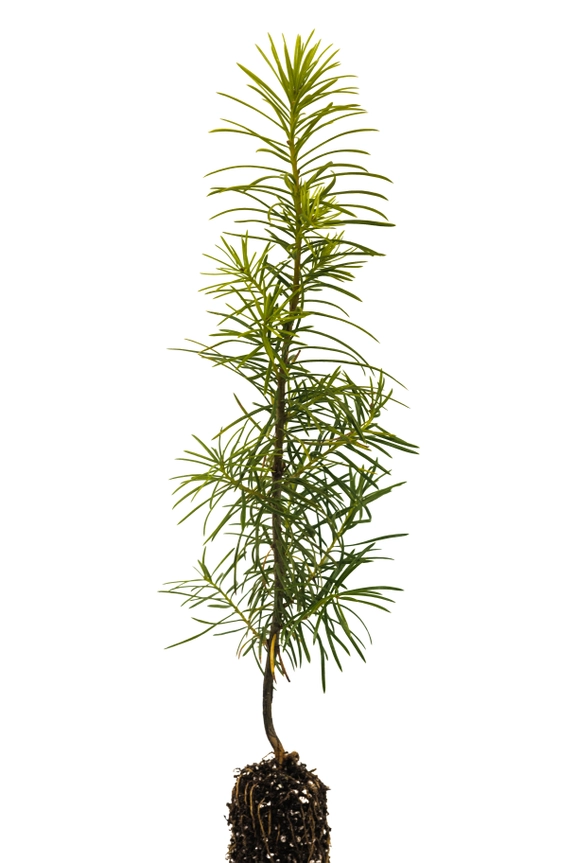 Grow your Own Christmas Tree - Douglas Fir