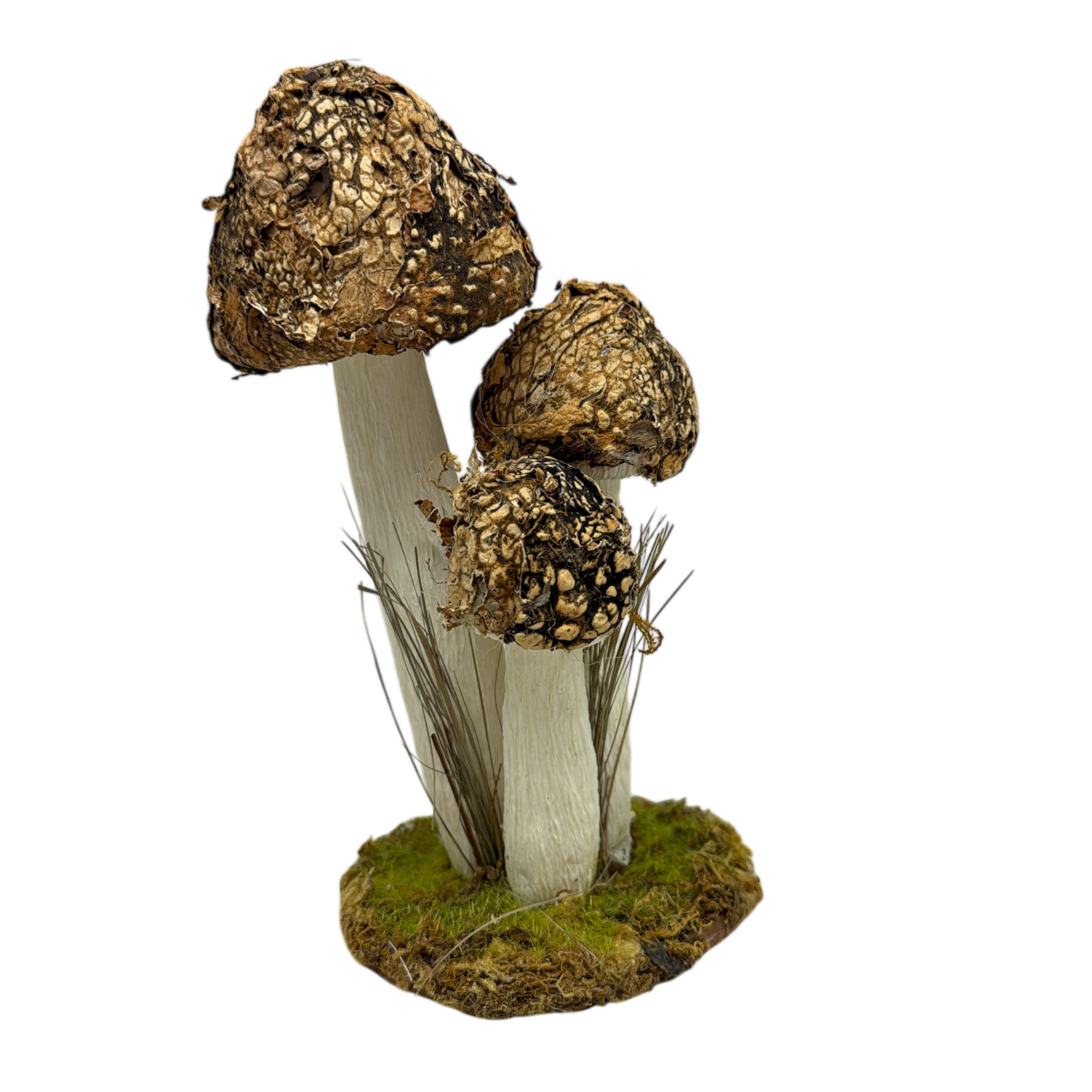 Mushroom Cluster
