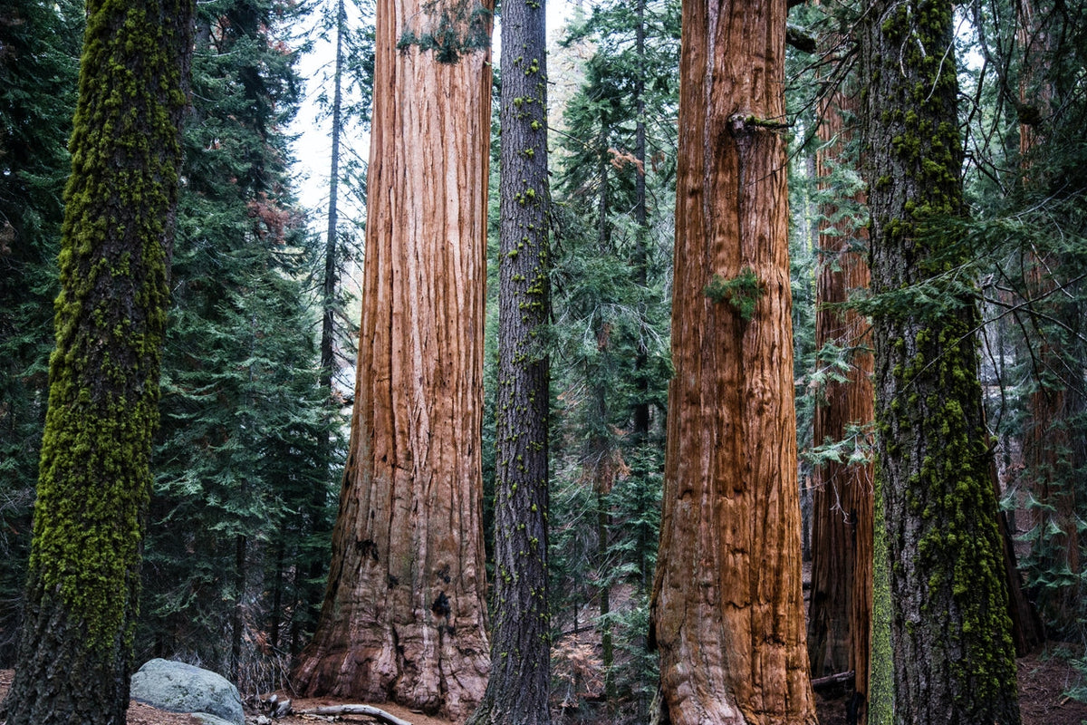 Giant Sequoia  Seed Grow Kit