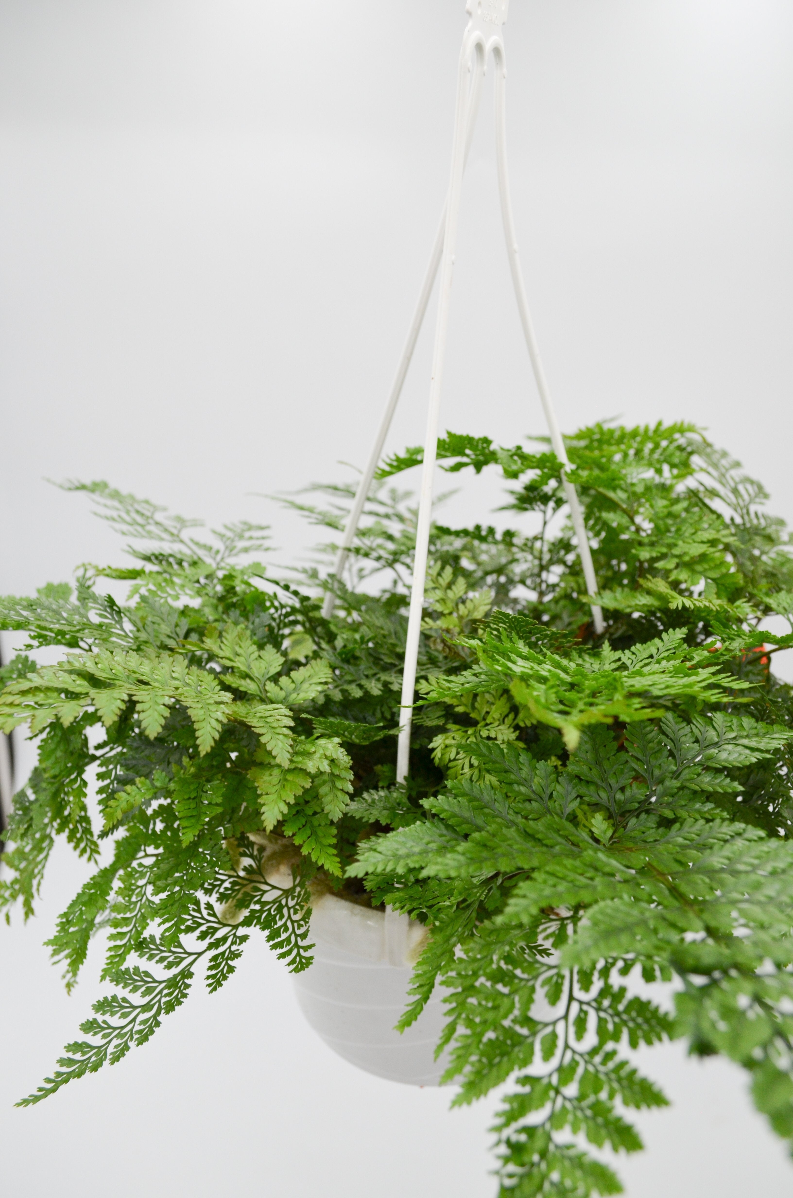 Rabbit Foot Fern (Davallia Fejeensis)