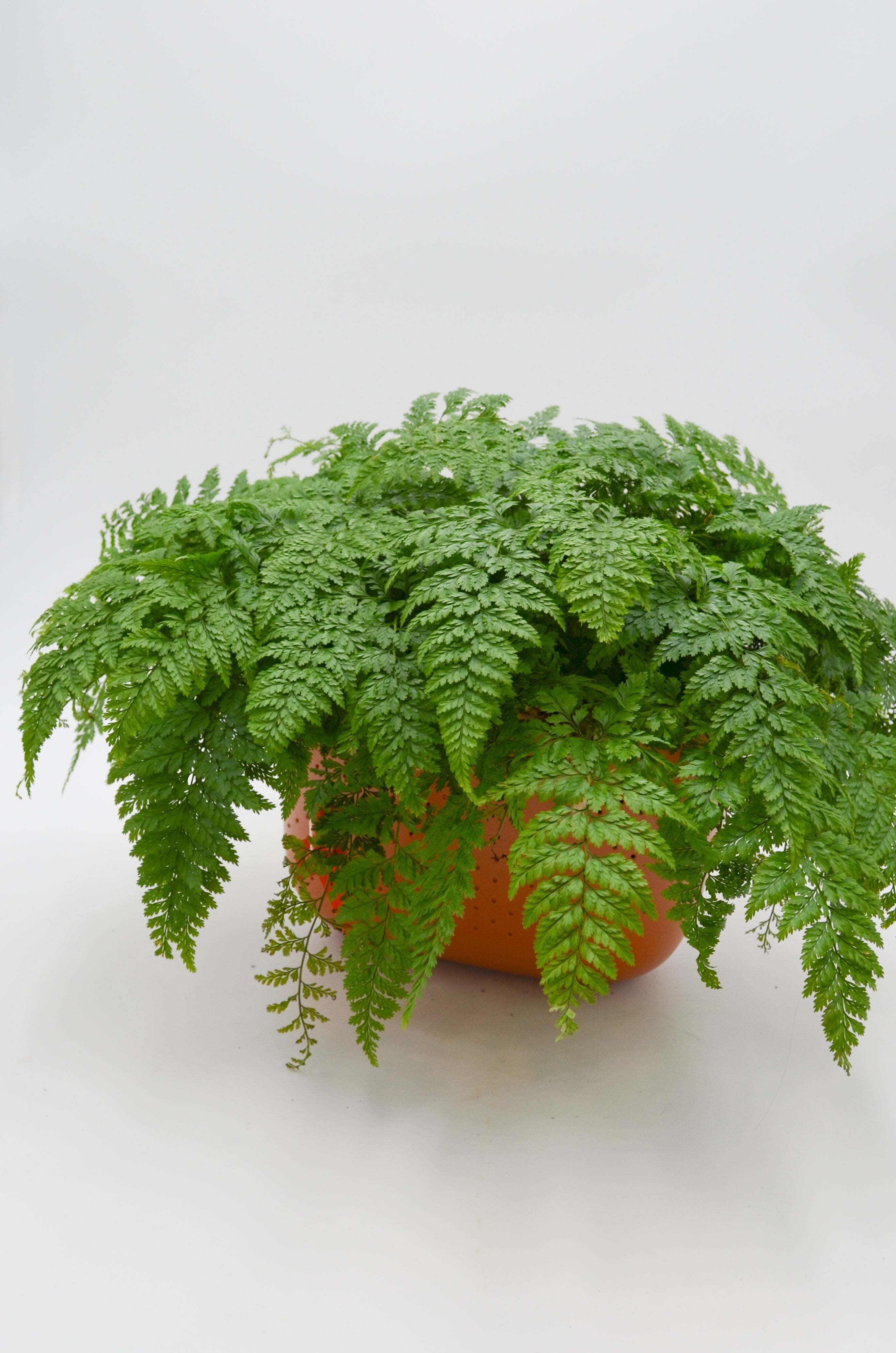 Rabbit Foot Fern (Davallia Fejeensis)