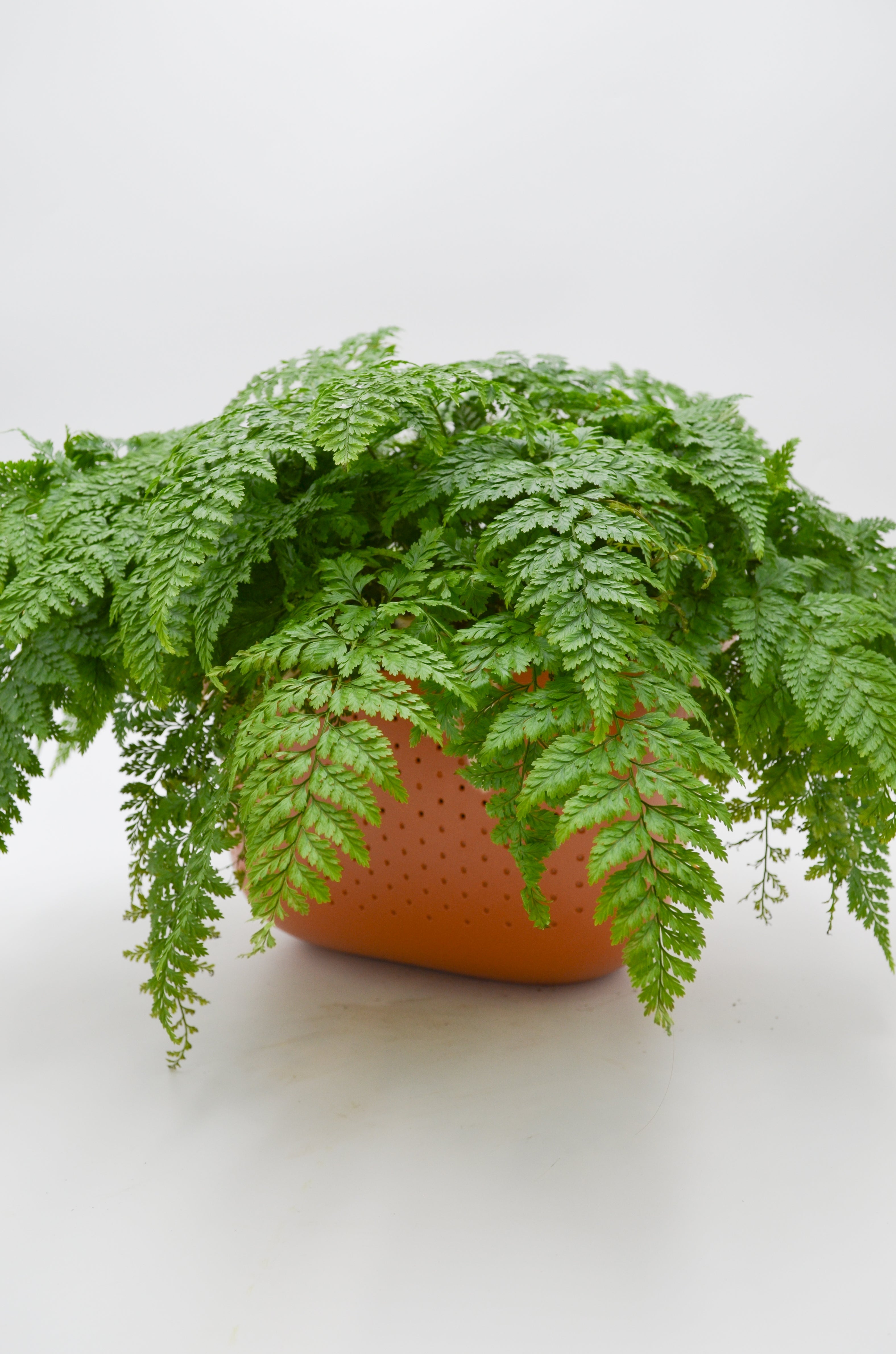 Rabbit Foot Fern (Davallia Fejeensis)