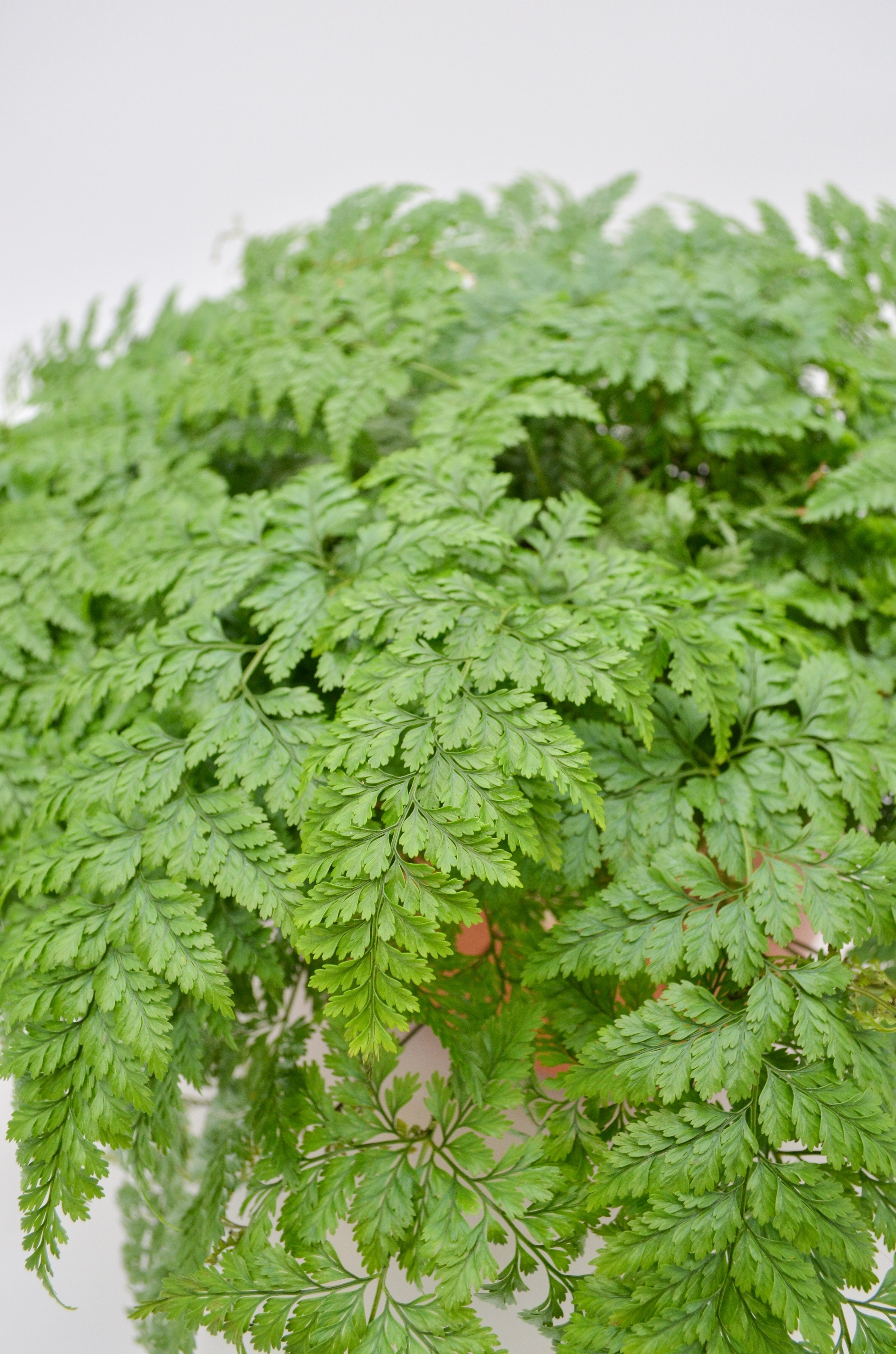 Sale! WallyGro Eco Planters (9 Colors Available)