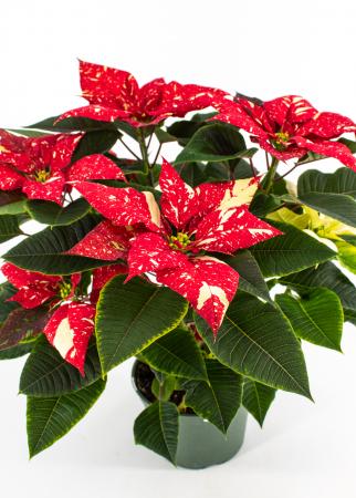 Poinsettia