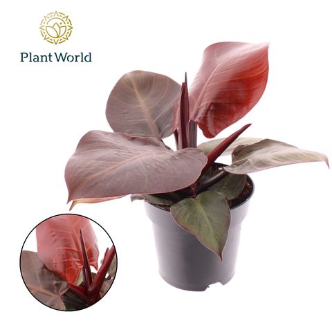 Philodendron "Red Cherry"