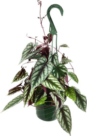 Rex Begonia (Vine)