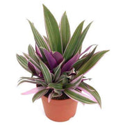 Tradescantia 'Rhoeo Tricolor' (Tradescantia spathacea)