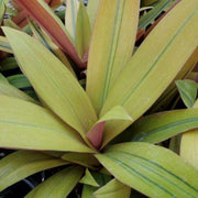 Tradescantia Spathacea Amber Waves