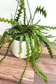 Ric Rac Cactus (Cryptocereus anthonyanus)