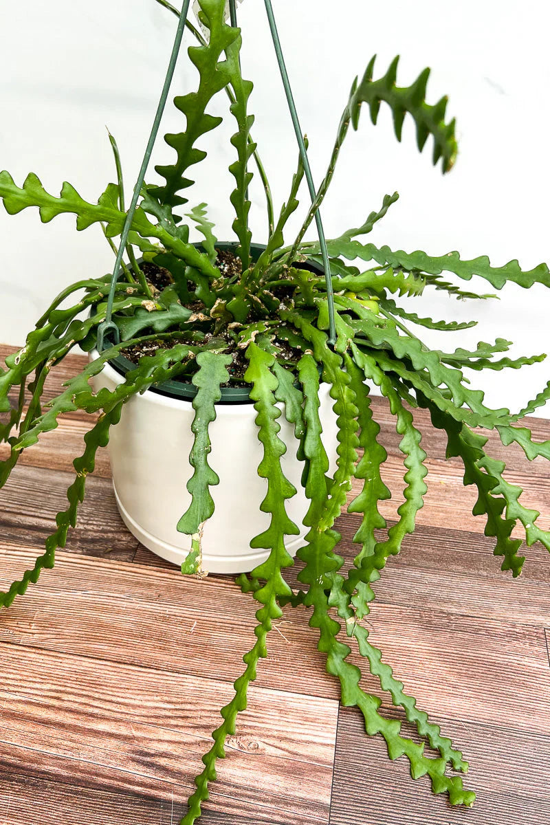 Ric Rac Cactus (Cryptocereus anthonyanus)