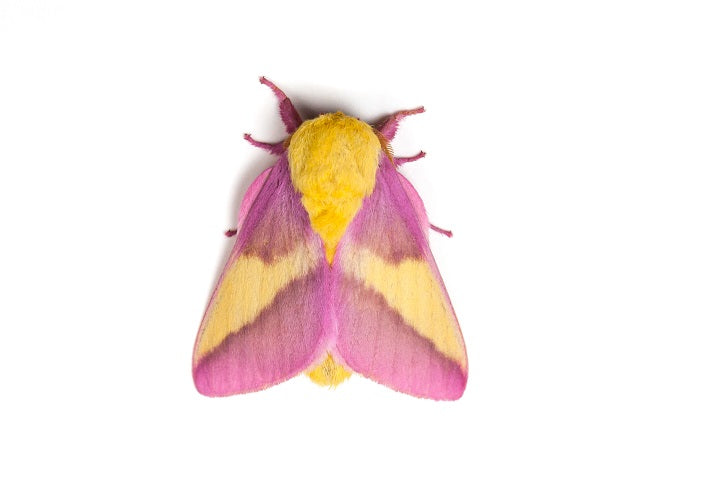 Rose Maple Moth - Stained Glass Suncatcher